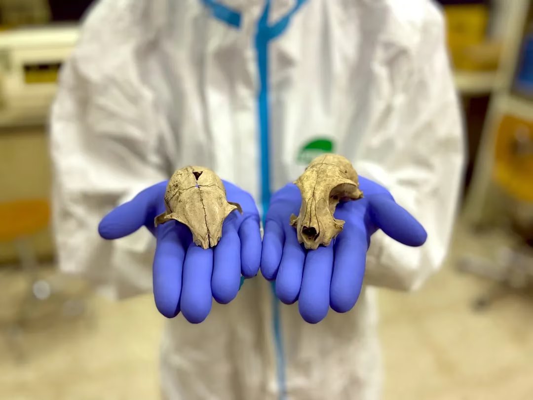 On s'est trompé pendant des décennies sur l'origine de nos chats domestiques selon une nouvelle étude 1 chat domestique copie